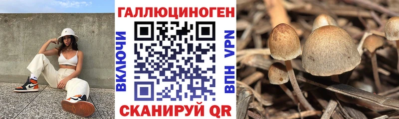 дарнет шоп  Семикаракорск  Псилоцибиновые грибы ЛСД 
